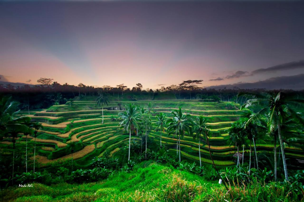 होटल Puri Padma Ubud (Bali)